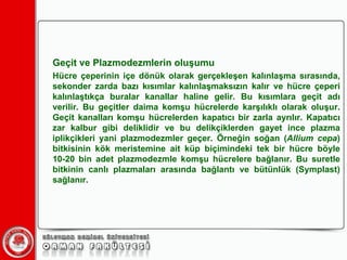 Geçit ve Plazmodezmlerin oluşumu ü çeperinin içe dönük olarak gerçekleşen kalınlaşma sırasında, sekonder zarda bazı kısımlar kalınlaşmaksızın kalır ve hücre çeperi kalınlaştıkça buralar kanallar haline gelir. Bu kısımlara geçit adı verilir. Bu geçitler daima komşu hücrelerde karşılıklı olarak oluşur. Geçit kanalları komşu hücrelerden kapatıcı bir zarla ayrılır. Kapatıcı zar kalbur gibi deliklidir ve bu delikçiklerden gayet ince plazma iplikçikleri yani plazmodezmler geçer. Örneğin soğan ( Allium cepa ) bitkisinin kök meristemine ait küp biçimindeki tek bir hücre böyle 10-20 bin adet plazmodezmle komşu hücrelere bağlanır. Bu suretle bitkinin canlı plazmaları arasında bağlantı ve bütünlük (Symplast) sağlanır. 