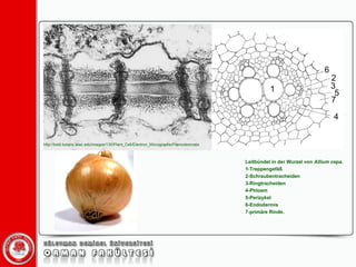 http://botit.botany.wisc.edu/images/130/Plant_Cell/Electron_Micrographs/Plamodesmata Leitbündel in der Wurzel von  Allium cepa .  1-Treppengefäß  2-Schraubentracheiden  3-Ringtracheiden  4-Phloem  5-Perizykel  6-Endodermis  7-primäre Rinde.  