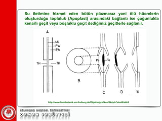 Su iletimine hizmet eden bütün plazmasız yani ölü hücrelerin oluşturduğu topluluk (Apoplast) arasındaki bağlantı ise çoğunlukla kenarlı geçit veya boşluklu geçit dediğimiz geçitlerle sağlanır. http://www.forstbotanik.uni-freiburg.de/Objekte/grafiken/Skript-FobotII/abb5 