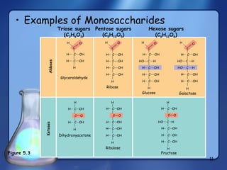 Examples of Monosaccharides H  C  OH H  C  OH H  C  OH H  C  OH H  C  OH H  C  OH HO  C  H H  C  OH H  C  OH H  C  OH H  C  OH HO  C  H HO  C  H H  C  OH H  C  OH H  C  OH H  C  OH H  C  OH H  C  OH H  C  OH H  C  OH H  C  OH C  O C  O H  C  OH H  C  OH H  C  OH HO  C  H H  C  OH C  O H H H H H H H H H H H H H H C C C C O O O O Aldoses Glyceraldehyde Ribose Glucose Galactose Dihydroxyacetone Ribulose Ketoses Fructose Figure 5.3 Triose sugars (C 3 H 6 O 3 ) Pentose sugars (C 5 H 10 O 5 ) Hexose sugars (C 6 H 12 O 6 ) 