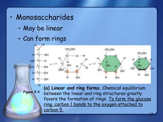 Monosaccharides May be linear Can form rings H H  C  OH HO  C  H H  C  OH H  C  OH H  C O C H 1 2 3 4 5 6 H OH 4 C 6 CH 2 OH 6 CH 2 OH 5 C H OH C H OH H 2  C 1 C H O H OH 4 C 5 C 3  C H H OH OH H 2 C 1  C OH H CH 2 OH H H OH HO H OH OH H 5 3  2 4 (a) Linear and ring forms.  Chemical equilibrium between the linear and ring structures greatly favors the formation of rings.  To form the glucose ring, carbon 1 bonds to the oxygen attached to carbon 5. OH 3 O H O O 6 1 Figure 5.4 