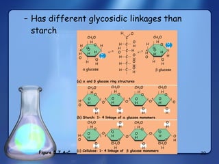 Has different glycosidic linkages than starch (c) Cellulose: 1– 4 linkage of    glucose monomers H O O CH 2 OH H OH H H OH OH H H HO 4 C C C C C C H H H HO OH H OH OH OH H O CH 2 OH H H H OH OH H H HO 4 OH CH 2 OH O OH OH HO 4 1 O CH 2 OH O OH OH O CH 2 OH O OH OH CH 2 OH O OH OH O O CH 2 OH O OH OH HO 4 O 1 OH O OH OH O CH 2 OH O OH O OH O OH OH (a)    and    glucose ring structures (b) Starch: 1– 4 linkage of    glucose monomers 1    glucose    glucose CH 2 OH CH 2 OH 1 4 4 1 1 Figure 5.7 A–C 