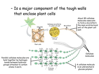 Is a major component of the tough walls that enclose plant cells Plant cells 0.5   m Cell walls Cellulose microfibrils  in a plant cell wall  Microfibril CH 2 OH CH 2 OH OH OH O O OH O CH 2 OH O O OH O CH 2 OH OH OH OH O O CH 2 OH O O OH CH 2 OH O O OH O O CH 2 OH OH CH 2 OH OH O OH OH OH OH O OH OH CH 2 OH CH 2 OH OH O OH CH 2 OH O O OH CH 2 OH OH Glucose monomer O O O O O O Parallel cellulose molecules are held together by hydrogen bonds between hydroxyl groups attached to carbon atoms 3 and 6. About 80 cellulose molecules associate to form a microfibril, the main architectural unit of the plant cell wall . A cellulose molecule is an unbranched   glucose polymer. OH OH O O OH Cellulose molecules 