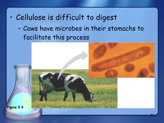 Cellulose is difficult to digest Cows have microbes in their stomachs to facilitate this process Figure 5.9 