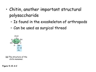 Chitin, another important structural polysaccharide Is found in the exoskeleton of arthropods Can be used as surgical thread (c)  Chitin is used to make a  strong and flexible surgical thread that decomposes  after the wound or incision  heals. (a)  The structure of the chitin monomer.   O CH 2 OH OH H H OH H NH C CH 3 O H H (b)  Chitin forms the exoskeleton  of arthropods. This cicada  is molting, shedding its old  exoskeleton and emerging in adult form.  OH Figure 5.10 A–C 