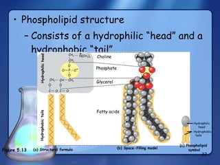 Phospholipid structure Consists of a hydrophilic “head” and a hydrophobic “tail” CH 2 O P O O O CH 2 CH CH 2 O O C O C O Phosphate Glycerol (a) Structural formula (b) Space-filling model Fatty acids (c) Phospholipid  symbol Hydrophobic tails Hydrophilic head Hydrophobic tails  – Hydrophilic head CH 2 Choline + Figure 5.13  N(CH 3 ) 3 