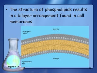 The structure of phospholipids results in a bilayer arrangement found in cell membranes Hydrophilic head  WATER WATER Hydrophobic tail  Figure 5.14 