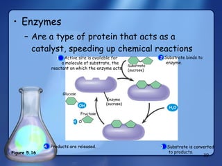 Enzymes Are a type of protein that acts as a catalyst, speeding up chemical reactions Substrate (sucrose)  Enzyme  (sucrase)  Glucose OH H  O H 2 O Fructose 3   Substrate is converted to products.  1  Active site is available for a molecule of substrate, the reactant on which the enzyme acts. Substrate binds to enzyme.  2 2 4   Products are released. Figure 5.16 