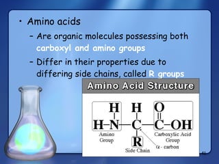 Amino acids Are organic molecules possessing both  carboxyl and amino groups Differ in their properties due to differing side chains, called  R groups 