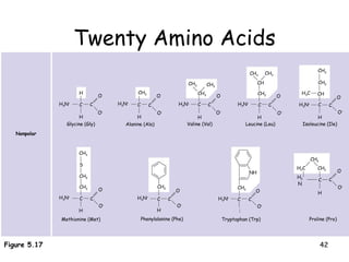 Twenty Amino Acids 20 different amino acids make up proteins O O – H H 3 N + C C O O – H CH 3 H 3 N + C H C O O – CH 3 CH 3 CH 3 C C O O – H H 3 N + CH CH 3 CH 2 C H H 3 N + CH 3 CH 3 CH 2 CH C H H 3 N + C CH 3 CH 2 CH 2 C H 3 N + H C O O – CH 2 C H 3 N + H C O O – CH 2 NH H C O O – H 3 N + C CH 2 H 2 C H 2 N C CH 2 H C Nonpolar Glycine (Gly) Alanine (Ala) Valine (Val) Leucine (Leu) Isoleucine (Ile) Methionine (Met) Phenylalanine (Phe) C O O – Tryptophan (Trp) Proline (Pro) H 3 C Figure 5.17 S O  O – 