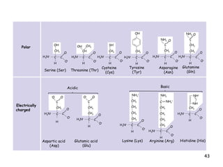 O – OH CH 2 C C H H 3 N + O O – H 3 N + OH CH 3 CH C C H O – O SH CH 2 C H H 3 N + C O O – H 3 N + C C CH 2 OH H H H H 3 N + NH 2 CH 2 O C C C O O – NH 2 O C CH 2 CH 2 C C H 3 N + O O – O Polar Electrically charged  – O O C CH 2 C C H 3 N + H O O – O – O C CH 2 C C H 3 N + H O O – CH 2 CH 2 CH 2 CH 2 NH 3 + CH 2 C C H 3 N + H O O – NH 2 C NH 2 + CH 2 CH 2 CH 2 C C H 3 N + H O O – CH 2 NH + NH CH 2 C C H 3 N + H O O – Serine (Ser) Threonine (Thr) Cysteine  (Cys) Tyrosine (Tyr) Asparagine (Asn) Glutamine (Gln) Acidic Basic Aspartic acid  (Asp) Glutamic acid  (Glu) Lysine (Lys) Arginine (Arg) Histidine (His) 