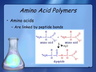 Amino Acid Polymers Amino acids Are linked by peptide bonds 