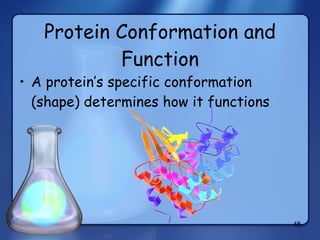 Protein Conformation and Function A protein’s specific conformation (shape) determines how it functions 