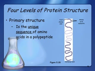 Four Levels of Protein Structure Primary structure Is the  unique sequence  of amino acids in a polypeptide Figure 5.20 – Amino acid subunits + H 3 N Amino end o Carboxyl end o c Gly Pro Thr Gly Thr Gly Glu Seu Lys Cys Pro Leu Met Val Lys Val Leu Asp Ala Val Arg Gly Ser Pro Ala Gly lle Ser Pro Phe His Glu His Ala Glu Val Val Phe Thr Ala Asn Asp Ser Gly Pro Arg Arg Tyr Thr lle Ala Ala Leu Leu Ser Pro Tyr Ser Tyr Ser Thr Thr Ala Val Val Thr Asn Pro Lys Glu Thr Lys Ser Tyr Trp Lys Ala Leu Glu Lle Asp 