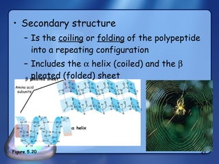 Secondary structure Is the  coiling  or  folding  of the polypeptide into a repeating configuration Includes the    helix (coiled) and the    pleated (folded) sheet O C    helix    pleated sheet Amino acid subunits N C H C O C N H C O H R C N H C O H C R N H H R C O R C H N H C O H N C O R C H N H H C R C O C O C N H H R C C O N H H C R C O N H R C H C O N H H C R C O N H R C H C O N H H C R C O N H H C R N H O O C N C R C H O C H R N H O C R C H N H O C H C R N H C C N R H O C H C R N H O C R C H H C R N H C O C N H R C H C O N H C H H Figure 5.20 