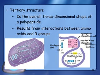 Tertiary structure Is the overall three-dimensional shape of a polypeptide Results from interactions between amino acids and R groups CH 2 CH O H O C HO CH 2 CH 2 NH 3 + C - O CH 2 O CH 2 S S CH 2 CH CH 3 CH 3 H 3 C H 3 C Hydrophobic  interactions and  van der Waals interactions  Polypeptide backbone Hyrdogen bond Ionic bond CH 2 Disulfide bridge 