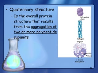 Quaternary structure Is the overall protein structure that results from the  aggregation of two or more polypeptide subunits Polypeptide chain Collagen    Chains    Chains Hemoglobin Iron Heme 