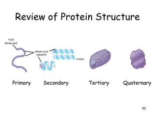 Review of Protein Structure Primary  Secondary  Tertiary  Quaternary  + H 3 N Amino end Amino acid subunits  helix 