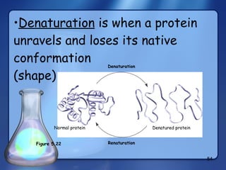 Denaturation  is when a protein unravels and loses its native conformation (shape) Denaturation Renaturation Denatured protein Normal protein Figure 5.22 