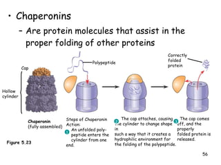 Chaperonins Are protein molecules that assist in the proper folding of other proteins Hollow cylinder Cap Chaperonin (fully assembled) Steps of Chaperonin Action:   An unfolded poly-   peptide enters the    cylinder from one end.  The cap attaches, causing the cylinder to change shape in such a way that it creates a hydrophilic environment for the folding of the polypeptide.  The cap comes off, and the properly folded protein is released. Correctly folded protein Polypeptide 2 1 3 Figure 5.23 