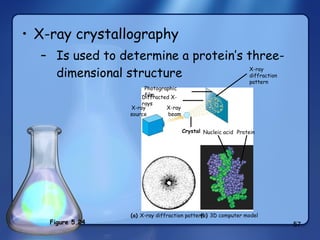 X-ray crystallography Is used to determine a protein’s three-dimensional structure Figure 5.24 X-ray diffraction pattern Photographic film Diffracted X-rays X-ray source X-ray  beam Crystal Nucleic acid Protein (a)  X-ray diffraction pattern (b)  3D computer model 