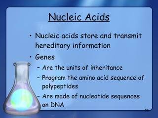 Nucleic Acids Nucleic acids store and transmit hereditary information Genes Are the units of inheritance Program the amino acid sequence of polypeptides Are made of nucleotide sequences on DNA 
