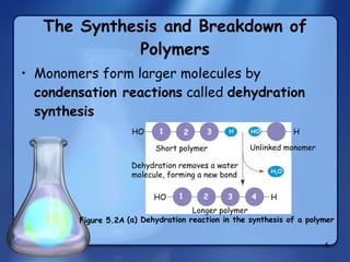 The Synthesis and Breakdown of Polymers Monomers form larger molecules by  condensation reactions  called  dehydration synthesis (a) Dehydration reaction in the synthesis of a polymer HO H 1 2 3 HO HO H 1 2 3 4 H H 2 O Short polymer Unlinked monomer Longer polymer Dehydration removes a water molecule, forming a new bond Figure 5.2A 
