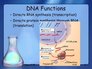 DNA Functions Directs RNA synthesis (transcription) Directs protein synthesis through RNA (translation) 1 2 3 Synthesis of   mRNA in the nucleus Movement of  mRNA into cytoplasm  via nuclear pore Synthesis of protein NUCLEUS CYTOPLASM DNA mRNA Ribosome Amino acids Polypeptide mRNA Figure 5.25 