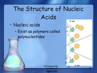 The Structure of Nucleic Acids Nucleic acids Exist as polymers called polynucleotides (a) Polynucleotide,  or nucleic acid 3’C 5’ end 5’C 3’C 5’C 3’ end OH Figure 5.26  O O O O 