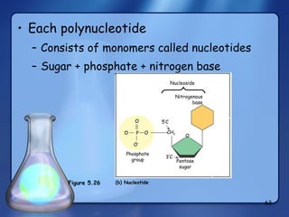 Each polynucleotide Consists of monomers called nucleotides Sugar + phosphate + nitrogen base Nitrogenous base Nucleoside O O O   O P CH 2 5’C 3’C Phosphate group Pentose sugar (b) Nucleotide Figure 5.26  O 