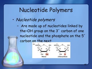 Nucleotide Polymers Nucleotide polymers Are made up of nucleotides linked by the–OH group on the 3´ carbon of one nucleotide and the phosphate on the 5´ carbon on the next 