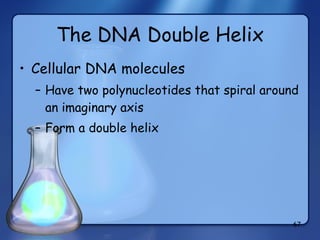 The DNA Double Helix Cellular DNA molecules Have two polynucleotides that spiral around an imaginary axis Form a double helix 