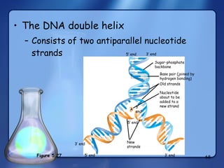 The DNA double helix Consists of two antiparallel nucleotide strands 3’ end Sugar-phosphate backbone Base pair (joined by hydrogen bonding) Old strands Nucleotide about to be  added to a  new strand A 3’ end 3’ end 5’ end New strands  3’ end 5’ end 5’ end Figure 5.27 