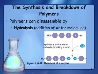 The Synthesis and Breakdown of Polymers Polymers can disassemble by Hydrolysis  (addition of water molecules) (b) Hydrolysis of a polymer HO 1 2 3 H HO H 1 2 3 4 H 2 O H HO Hydrolysis adds a water molecule, breaking a bond Figure 5.2B 
