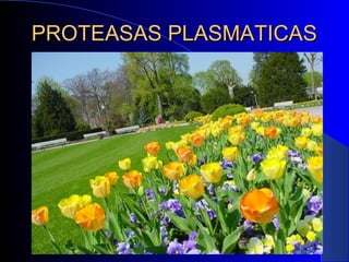 PROTEASAS PLASMATICAS
 