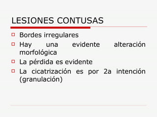 LESIONES CONTUSAS Bordes irregulares Hay una evidente alteración morfológica La pérdida es evidente La cicatrización es por 2a intención (granulación) 