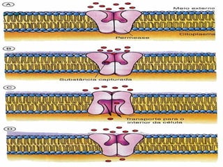 Comprehensive Study of Cell Membrane Structure and Transport Mechanisms ...