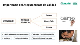 PROCESO
BENEFICIO
Lavado
Honey/Miel
Natural
RECOLECCIÓN
✓ Catación – Retroalimentación
✓ Clasificaciones durante los procesos
✓ Conocimiento del mercado
✓ Cultura de Calidad
Importancia del Aseguramiento de Calidad
✓ Registros
 