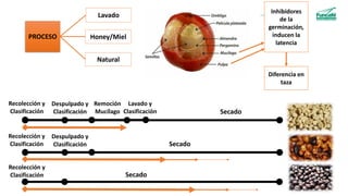 PROCESO
Lavado
Honey/Miel
Natural
Inhibidores
de la
germinación,
inducen la
latencia
Diferencia en
taza
Recolección y
Clasificación
Despulpado y
Clasificación
Remoción
Mucílago
Lavado y
Clasificación Secado
Secado
Secado
Recolección y
Clasificación
Despulpado y
Clasificación
Recolección y
Clasificación
 