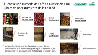 El Beneficiado Húmedo de Café en Guatemala Una
Cultura de Aseguramiento de la Calidad
Recolección
Clasificación 1
Recibo
C...