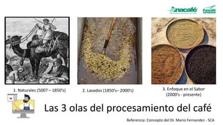 Las 3 olas del procesamiento del café
Referencia: Concepto del Dr. Mario Fernandez - SCA
1. Naturales (500? – 1850’s) 2. L...