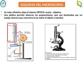 13
ESQUEMA DEL MICROSCOPIO
• Un tubo cilíndrico aloja el sistema ÓPTICO: ocular - objetivo.
• Una platina permite observar las preparaciones, que son iluminadas por un
espejo cóncavo que concentra la luz sobre el objeto a estudiar
 