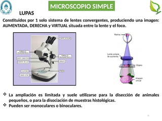 22
MICROSCOPIO SIMPLE
 La ampliación es limitada y suele utilizarse para la disección de animales
pequeños, o para la disociación de muestras histológicas.
 Pueden ser monoculares o binoculares.
Constituidos por 1 solo sistema de lentes convergentes, produciendo una imagen:
AUMENTADA, DERECHA y VIRTUAL situada entre la lente y el foco.
LUPAS
 