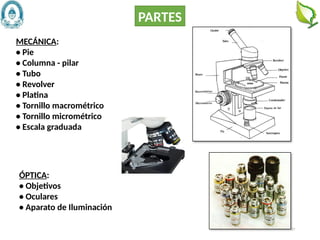27
MECÁNICA:
• Pie
• Columna - pilar
• Tubo
• Revolver
• Platina
• Tornillo macrométrico
• Tornillo micrométrico
• Escala graduada
ÓPTICA:
• Objetivos
• Oculares
• Aparato de Iluminación
PARTES
 