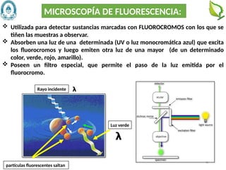 32
 Utilizada para detectar sustancias marcadas con FLUOROCROMOS con los que se
tiñen las muestras a observar.
 Absorben una luz de una determinada (UV o luz monocromática azul) que excita
los fluorocromos y luego emiten otra luz de una mayor (de un determinado
color, verde, rojo, amarillo).
 Poseen un filtro especial, que permite el paso de la luz emitida por el
fluorocromo.
MICROSCOPÍA DE FLUORESCENCIA:
Rayo incidente
partículas fluorescentes saltan
Luz verde
𝝺
𝝺
 