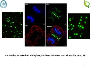 35
Se emplea en estudios biológicos, en ciencia forense para el análisis de ADN.
 