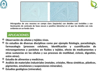 40
 Observación de células y tejidos vivos.
 En estudios de diversas disciplinas como por ejemplo fisiología, parasitología,
farmacología (procesos celulares, identificación y cuantificación de
microorganismos y parásitos en fluidos y tejidos, efecto de medicamentos y
otras sustancias en las células y sus procesos de motilidad, ciclosis, digestión,
entre otros).
 Estudio de alimentos y medicinas.
 Análisis de materiales industriales (metales, cristales, fibras sintéticas, plásticos,
pigmentos, emulsiones y suspensiones minerales).
 Estudios geológicos (minerales).
Micrografías de una neurona en campo claro (izquierda) con detalles casi invisibles y con
iluminación de contraste de fases oscuro o positivo (derecha) en el que los detalles son más
evidentes en un fondo claro
APLICACIONES
 
