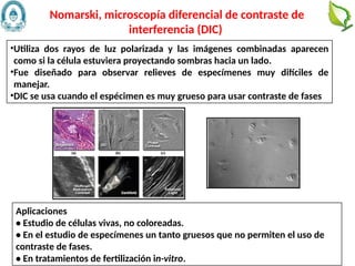 41
•Utiliza dos rayos de luz polarizada y las imágenes combinadas aparecen
como si la célula estuviera proyectando sombras hacia un lado.
•Fue diseñado para observar relieves de especímenes muy difíciles de
manejar.
•DIC se usa cuando el espécimen es muy grueso para usar contraste de fases
Nomarski, microscopía diferencial de contraste de
interferencia (DIC)
Aplicaciones
• Estudio de células vivas, no coloreadas.
• En el estudio de especímenes un tanto gruesos que no permiten el uso de
contraste de fases.
• En tratamientos de fertilización in-vitro.
 