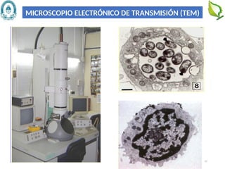 47
MICROSCOPIO ELECTRÓNICO DE TRANSMISIÓN (TEM)
 