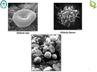 60
Glóbulo rojo Glóbulo blanco
 